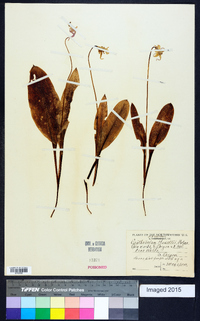 Erythronium hendersonii image