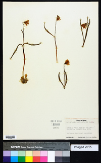 Fritillaria pudica image