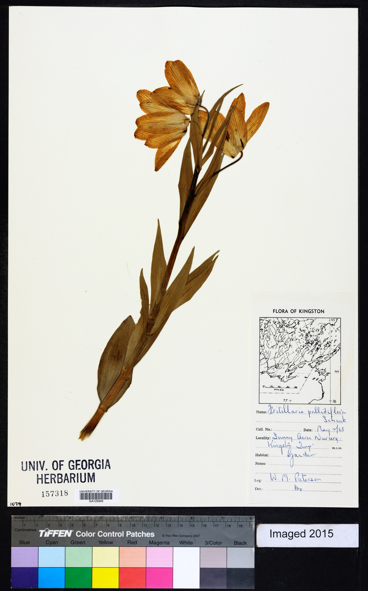 Fritillaria pallidiflora image