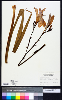 Hemerocallis fulva image