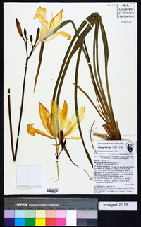 Hemerocallis lilioasphodelus image