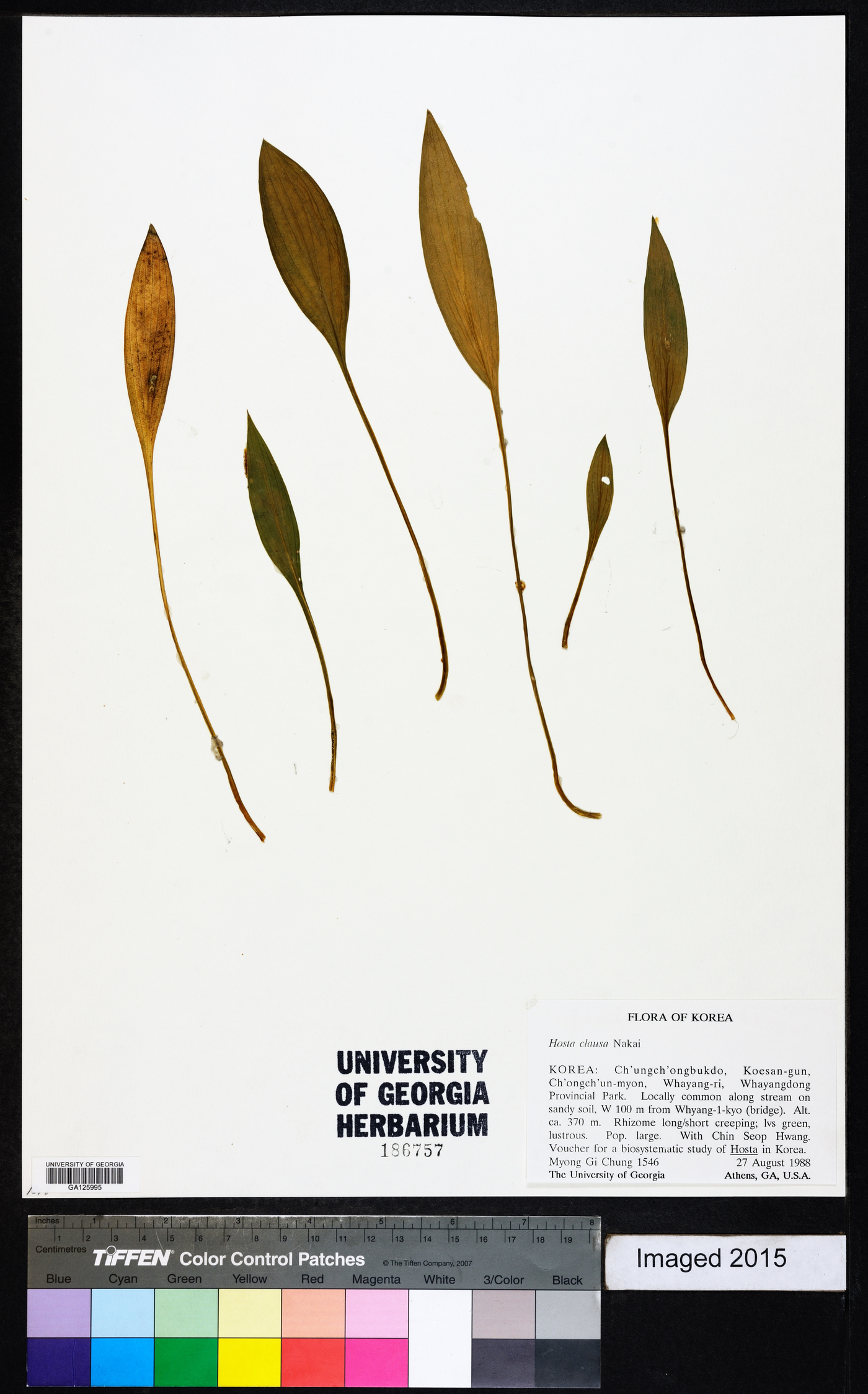 Hosta clausa image