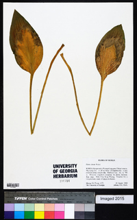 Hosta clausa image