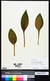 Hosta clausa image