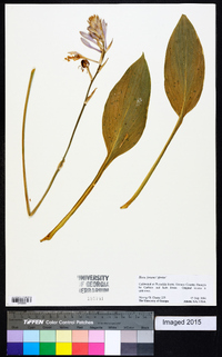 Hosta sieboldiana image