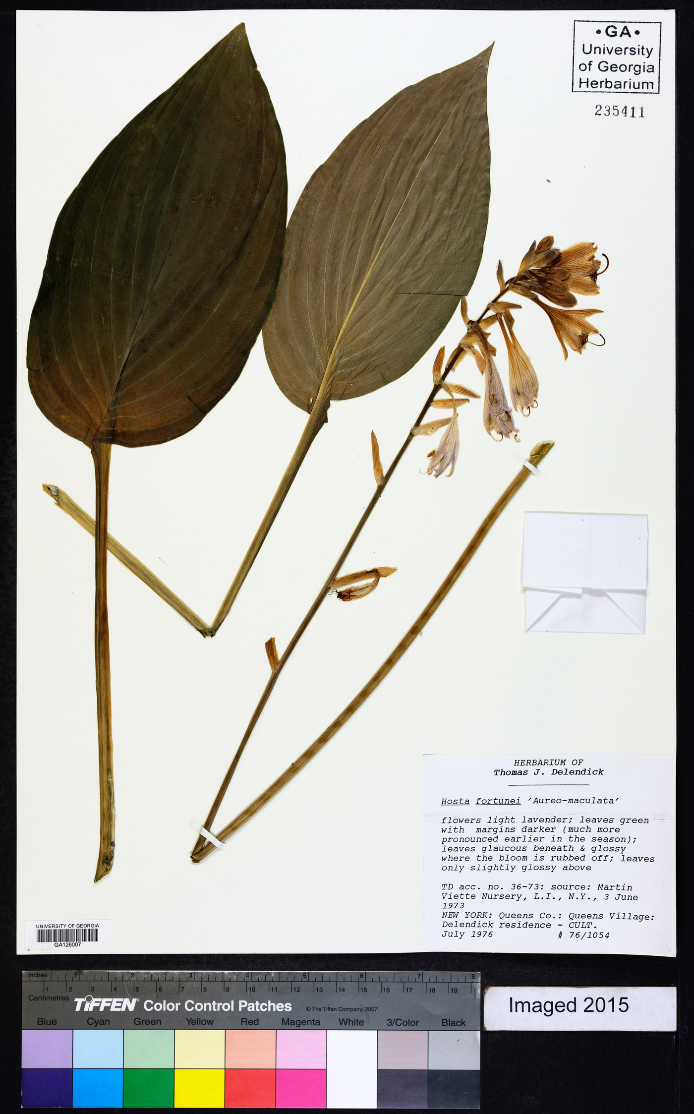 Hosta sieboldiana image