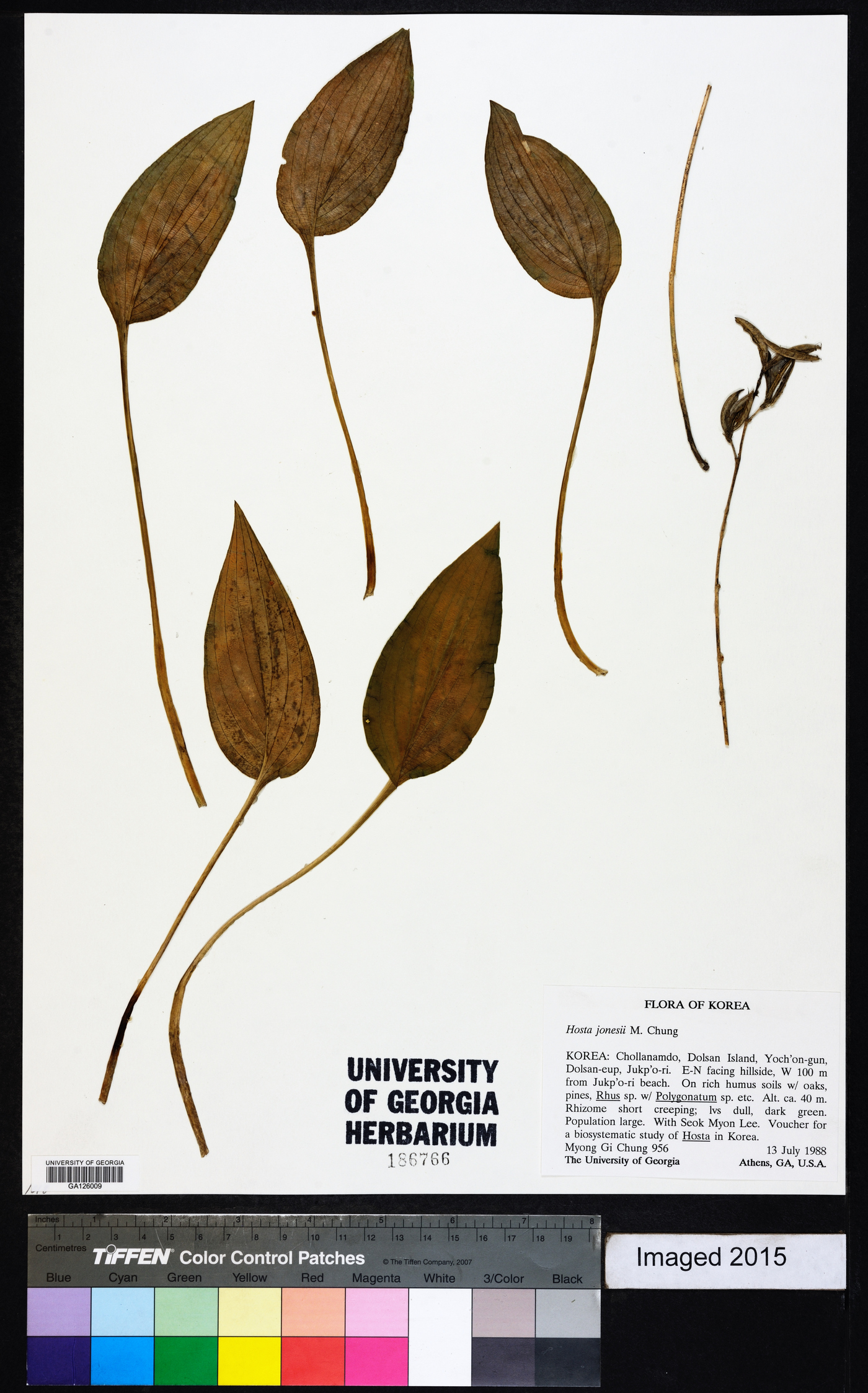 Hosta jonesii image