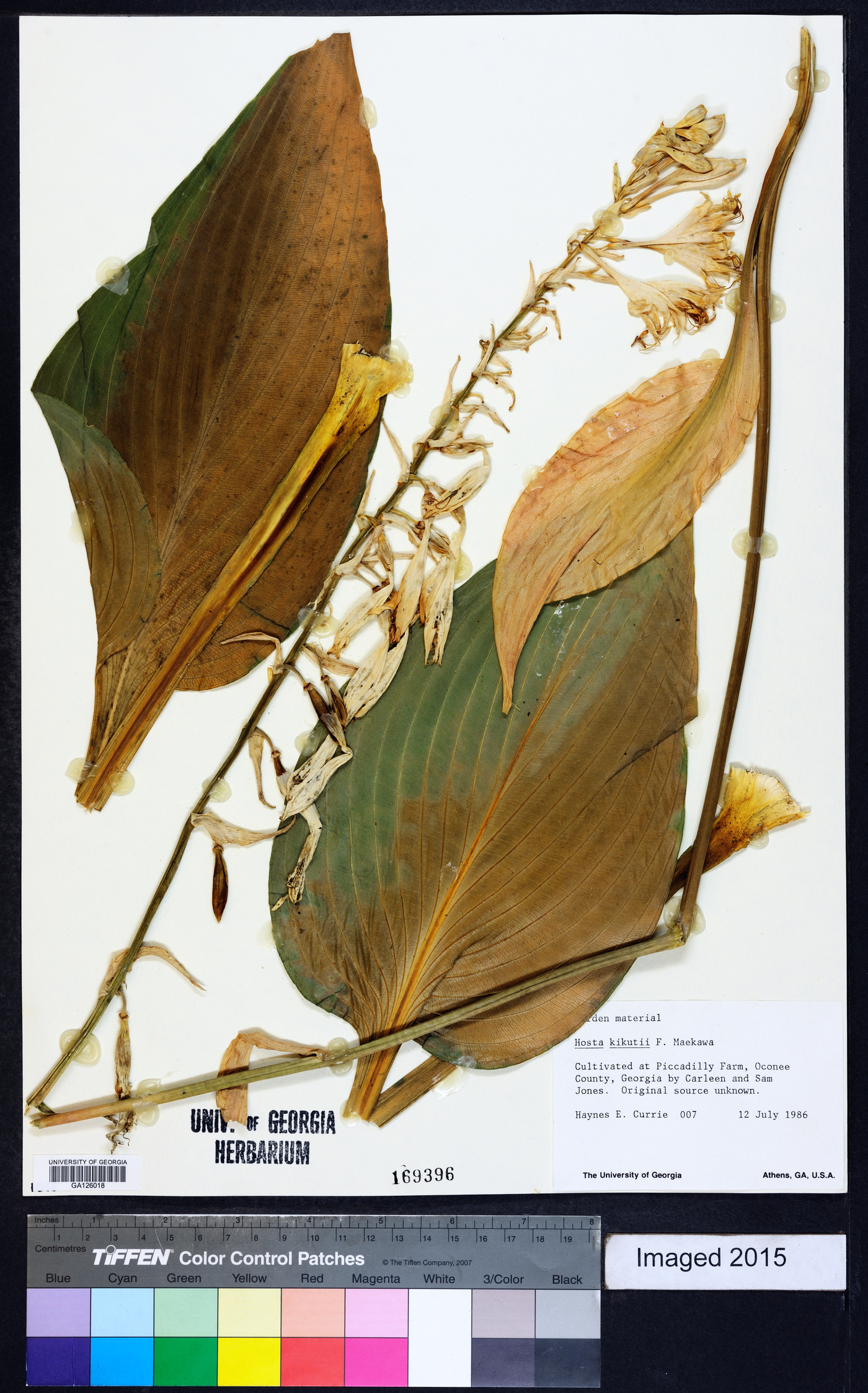 Hosta kikutii image