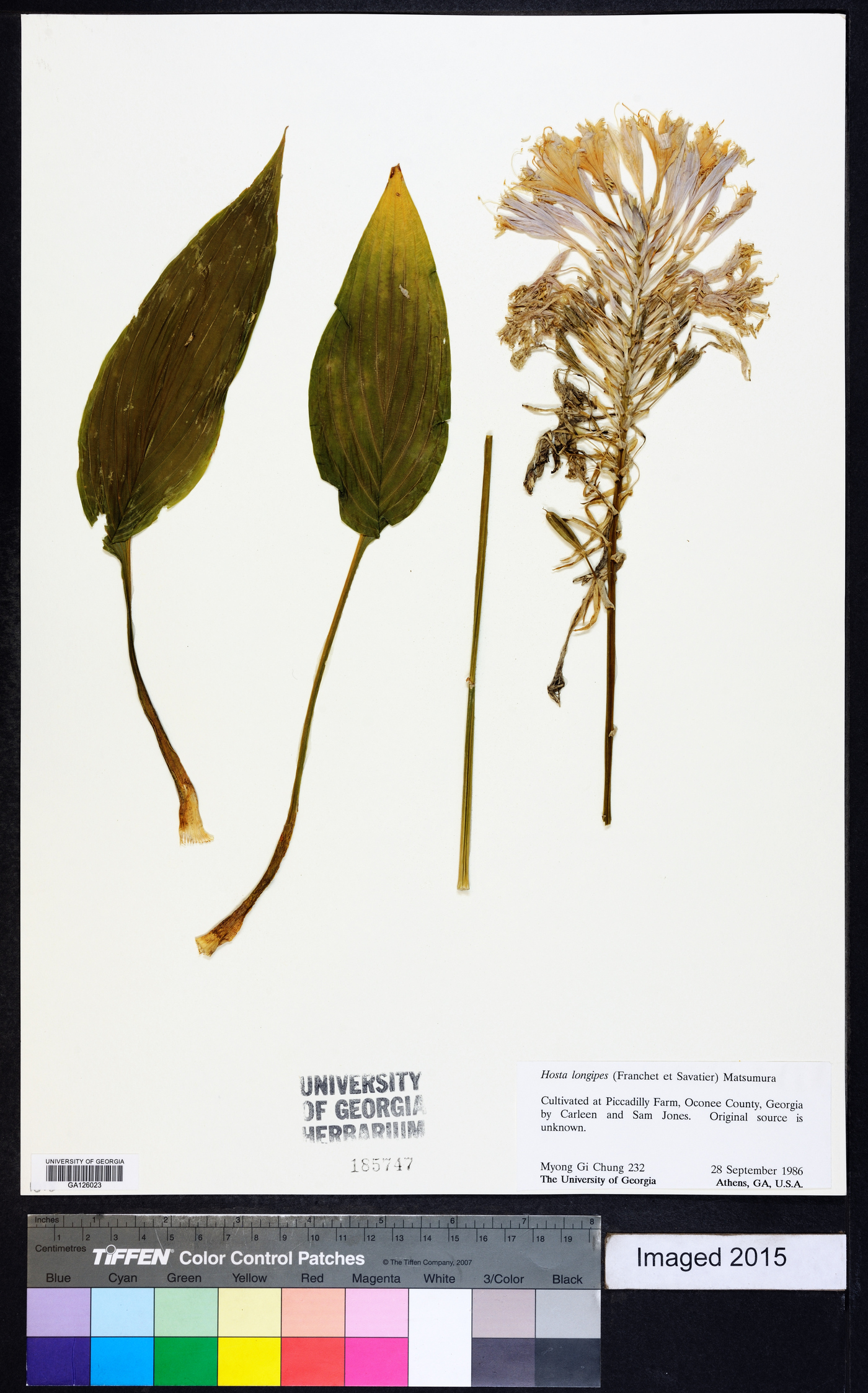 Hosta longipes image