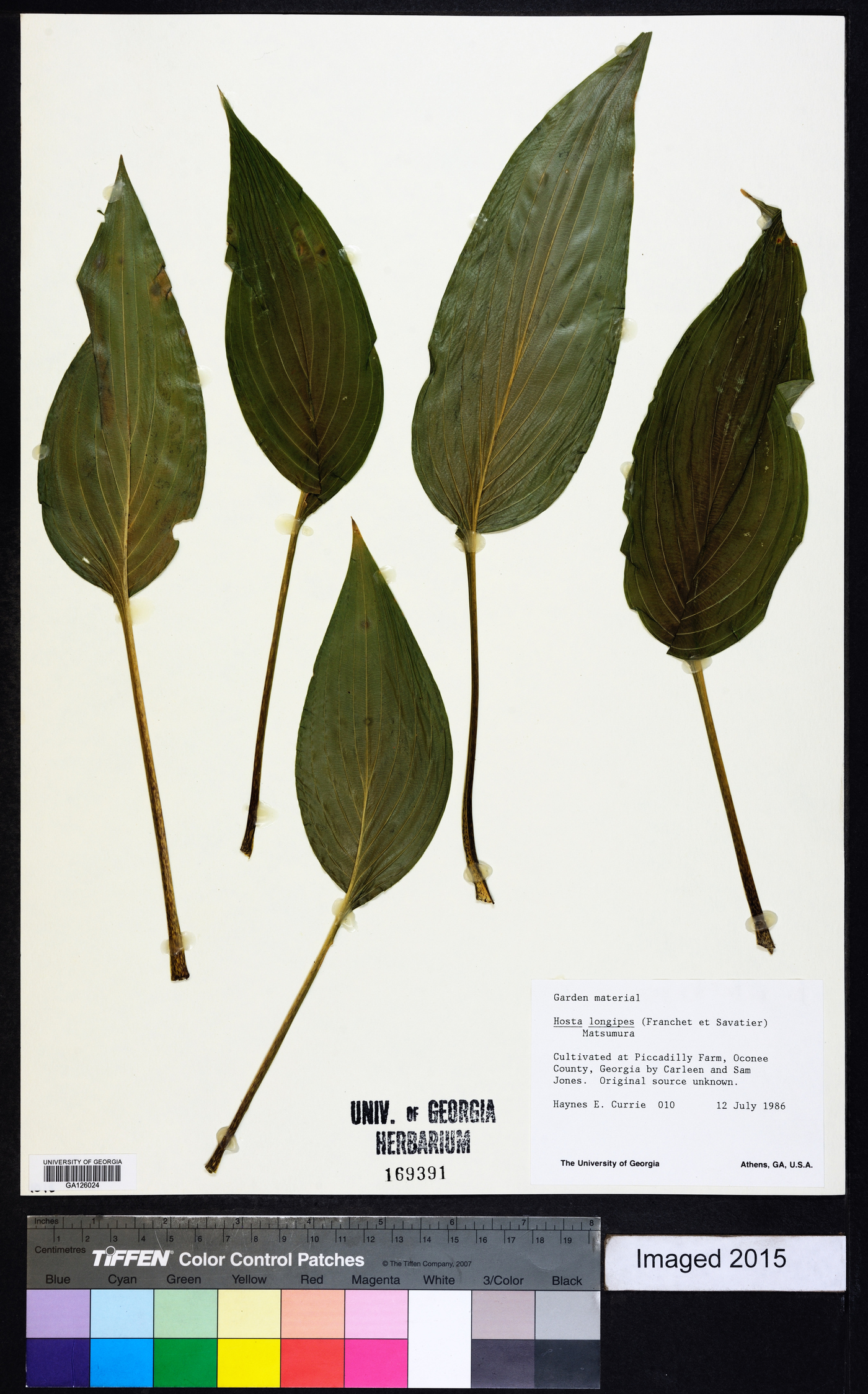 Hosta longipes image