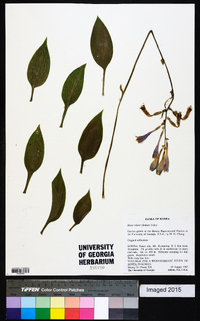 Hosta minor image