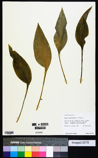 Hosta tsushimensis image