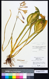 Cornutia coerulea image