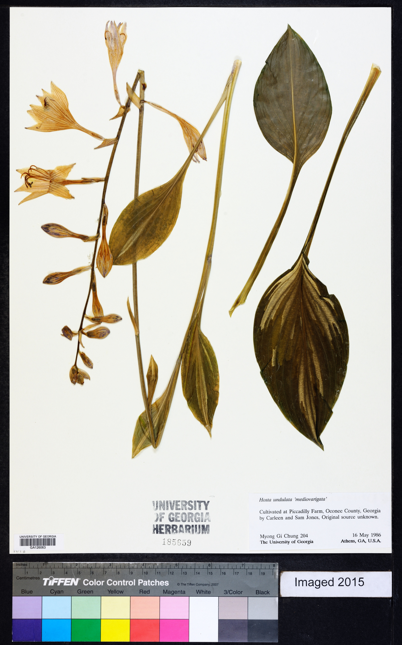 Hosta undulata image