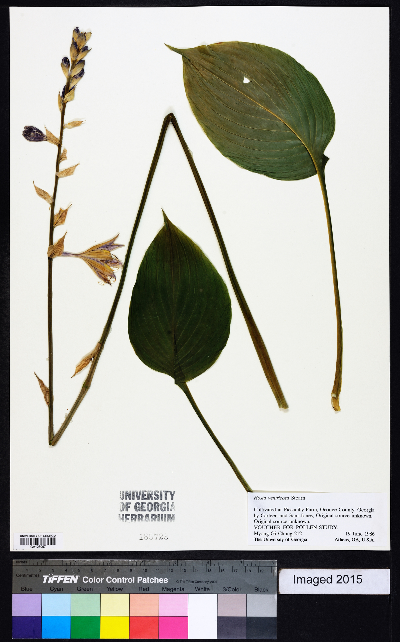 Hosta ventricosa image