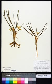 Leucocrinum montanum image