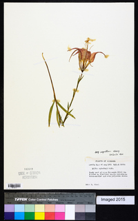 Lilium catesbaei image