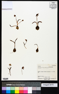 Lilium bulbiferum image