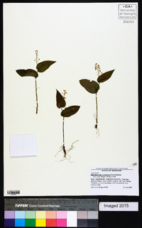 Maianthemum canadense image