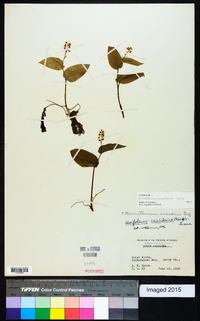 Maianthemum canadense image