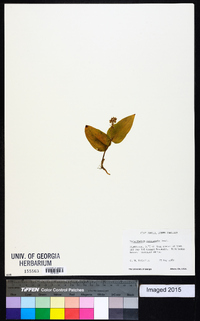 Maianthemum canadense image