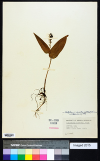 Maianthemum canadense image