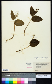 Maianthemum canadense image