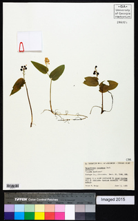 Maianthemum canadense image