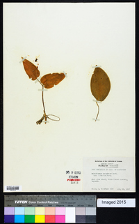 Maianthemum canadense var. interius image