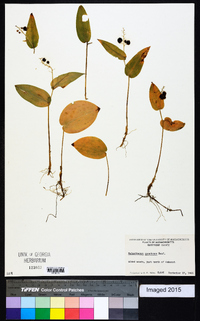 Maianthemum canadense image