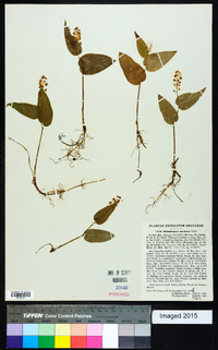 Maianthemum canadense image