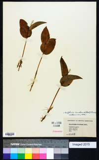 Maianthemum canadense image