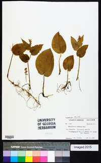 Maianthemum canadense image