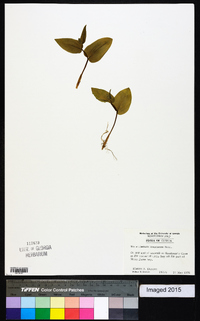 Maianthemum canadense image