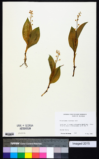 Maianthemum canadense image