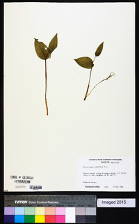 Maianthemum canadense image