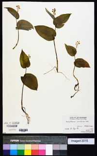 Maianthemum canadense image