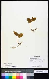 Maianthemum canadense image