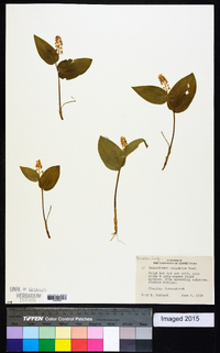 Maianthemum canadense image