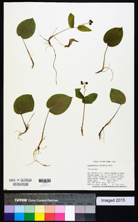 Maianthemum canadense image