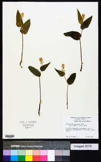 Maianthemum canadense image