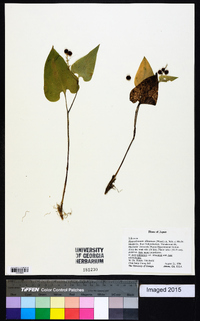 Maianthemum dilatatum image