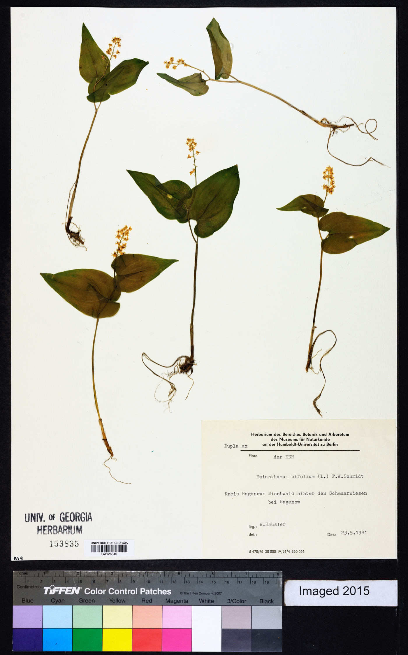 Maianthemum bifolium image