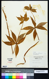 Medeola virginiana image