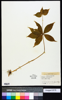 Medeola virginiana image