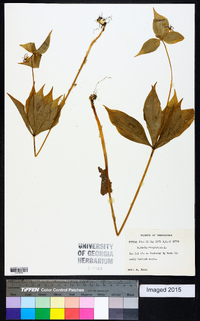 Medeola virginiana image