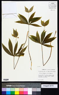 Medeola virginiana image