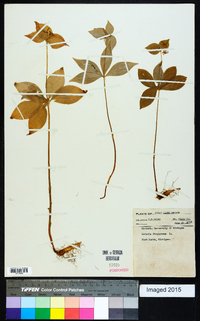 Medeola virginiana image