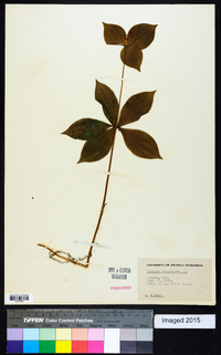 Medeola virginiana image