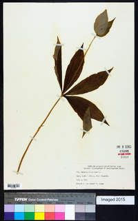 Medeola virginiana image